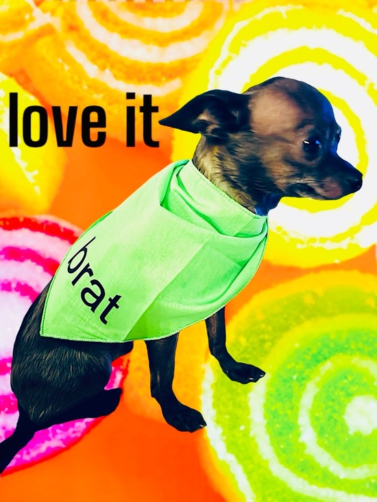 Brat Star Other - love it💚 best brat teacup chihuahua Charli XCX lover EVER 💚🍏💚